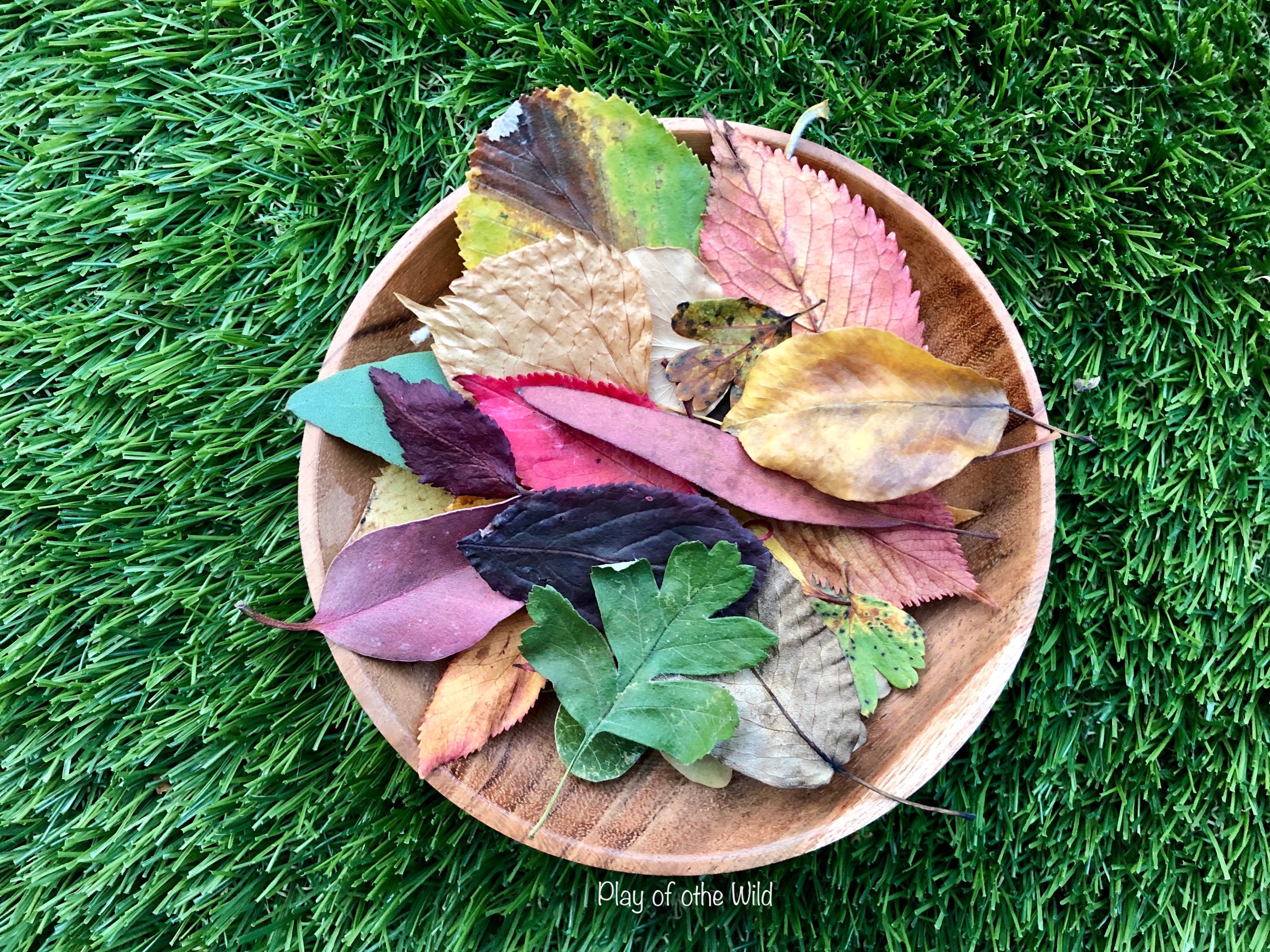 Science Lesson Starters Ks1 Looking At Leaves Play Of The Wild