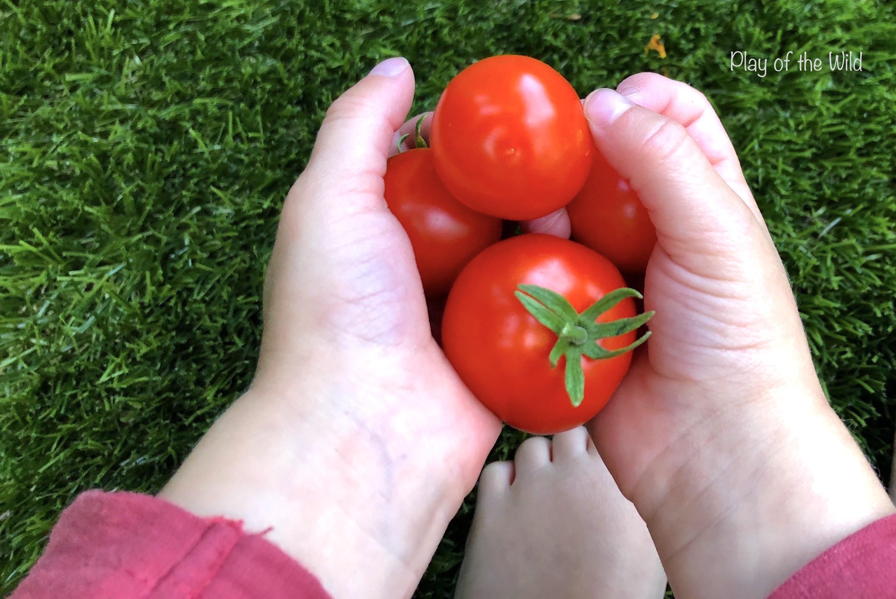 Growing Tomatoes with Children Play of the Wild